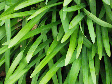 Dwarf Agapanthus Leaves